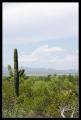 CRW_8930 Lonely saguaro